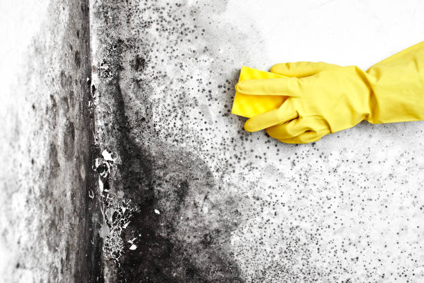 Best Residential Mold Removal  in Wayne, WV