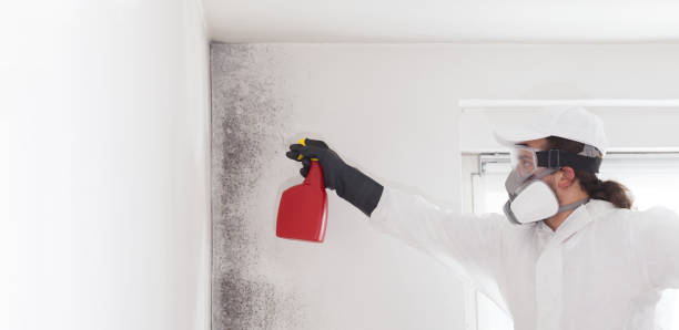 Best Mold Testing and Removal  in Wayne, WV