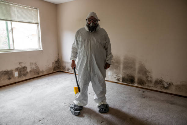 Best Mold Damage Repair  in Wayne, WV